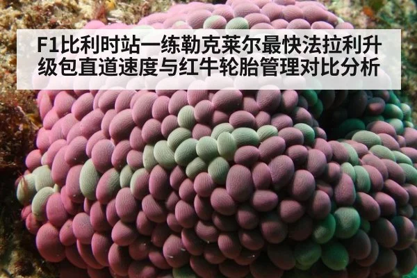 F1比利时站一练勒克莱尔最快法拉利升级包直道速度与红牛轮胎管理对比分析